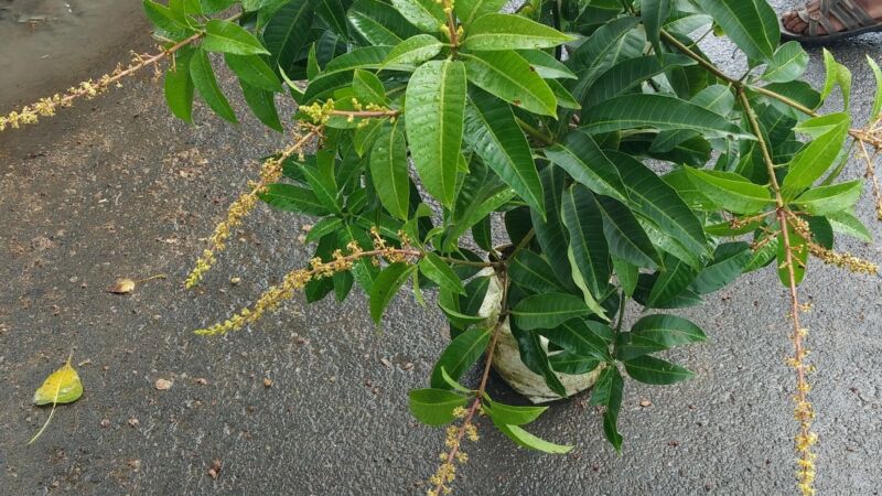 bengal garden nursery
