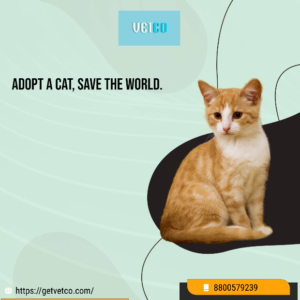 cat products online at vetco