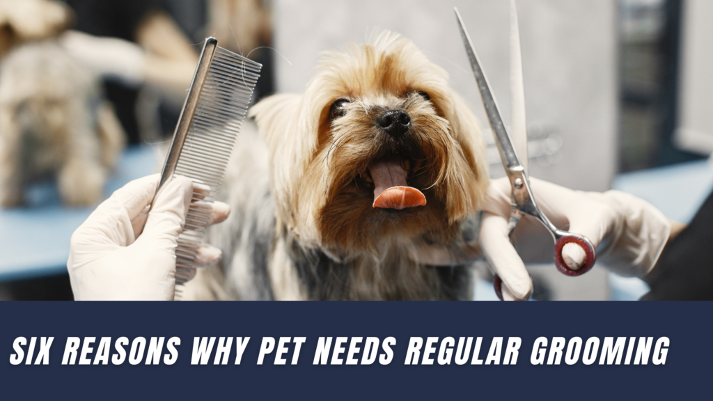 Six reasons why PET Need Regular GROOMING