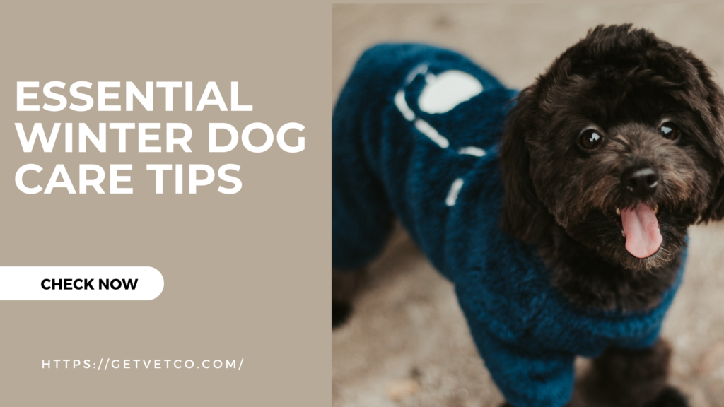 DOG CARE WINTER TIPS
