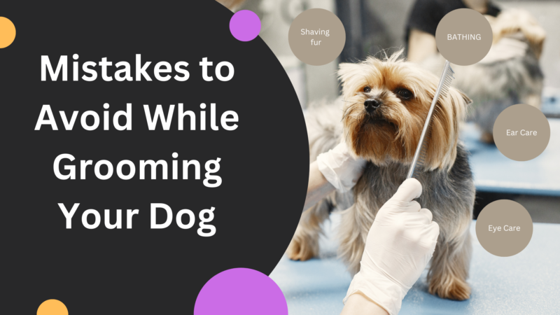 dog grooming mistakes