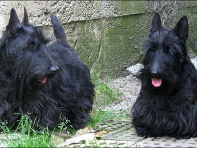 Schulte's Scottish Terrier Puppies For Sale in Alabama