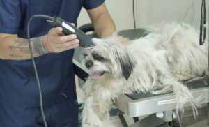 Seven Oaks Multi Speciality Pet Hospital Hyderabad