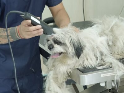 Seven Oaks Multi Speciality Pet Hospital Hyderabad