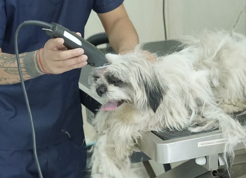 Seven Oaks Multi Speciality Pet Hospital Hyderabad