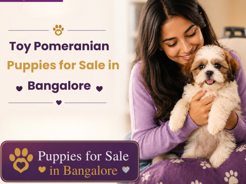 Premium Puppies for Sale in Bangalore | Aubree.co.in